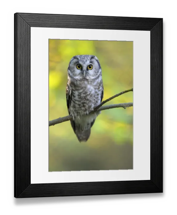 Framed Print : Great Horned Owl, adult, October