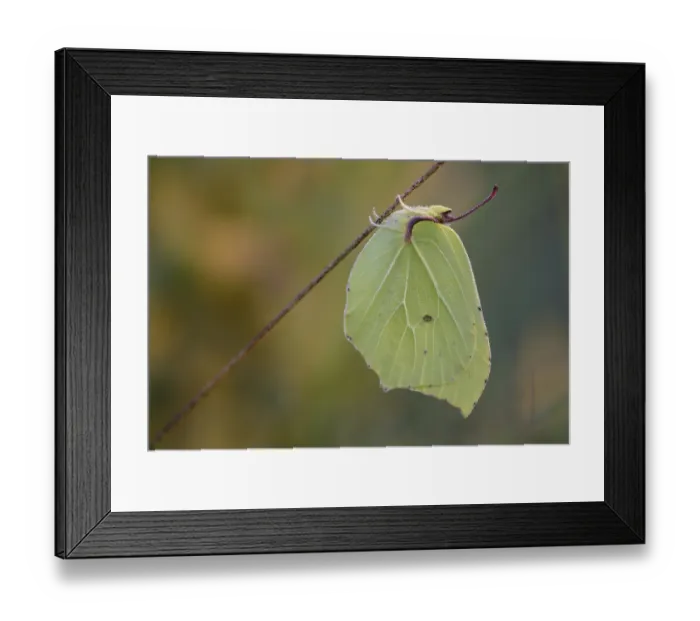 Framed Print : Lemon butterfly, resting male at roosting site