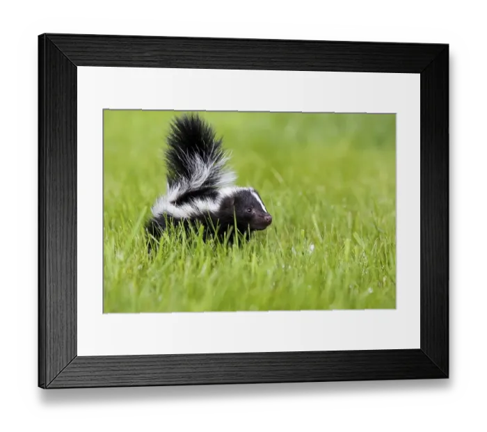 Framed Print : Skunk, juvenile, Striped skunk (Mephitis mephitis) Framed Print : Skunk, juvenile, Striped skunk (Mephitis mephitis)