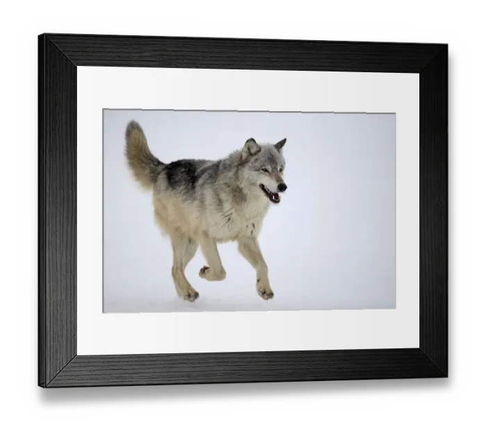 Framed Print : Gray wolf (Canis lupus), detachable Framed Print : Gray wolf (Canis lupus), detachable