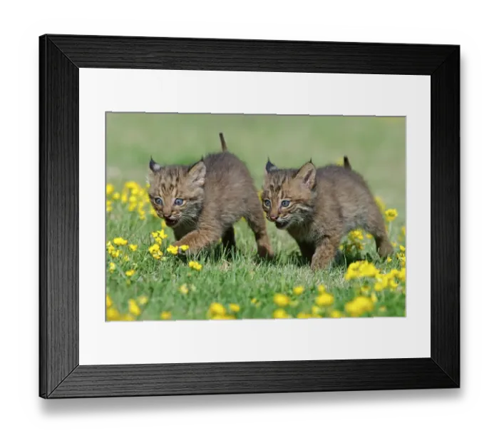 Framed Print : Bobcats (Lynx rufus), juveniles (Felis rufa)
