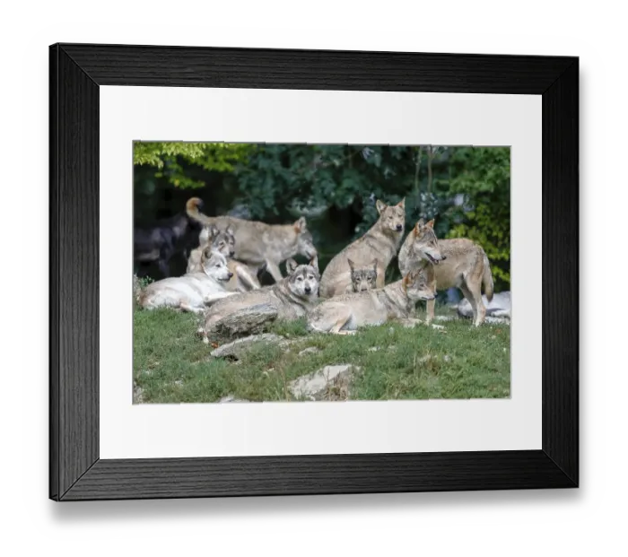 Framed Print : Algonquin wolves (Canis lupus lycaon)