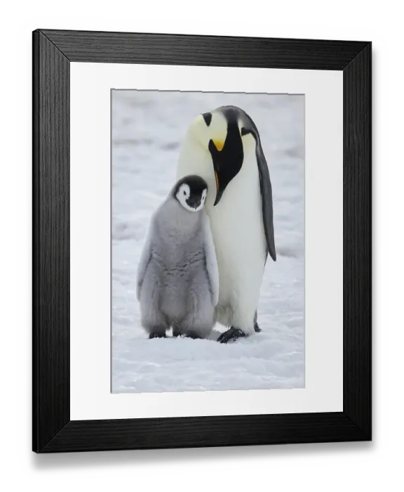 Framed Print : Emperor penguins (Aptenodytes forsteri) Framed Print : Emperor penguins (Aptenodytes forsteri)
