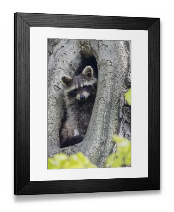 Framed Print : Young raccoon (Procyon lotor) looking out of a tree hollow Framed Print : Young raccoon (Procyon lotor) looking out of a tree hollow