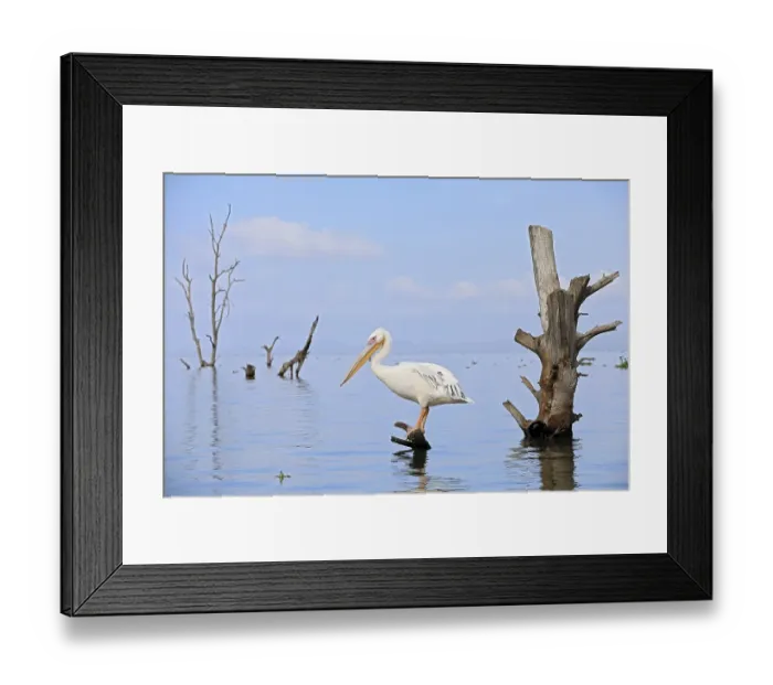 Framed Print : Great white pelican (Pelecanus onocrotalus)