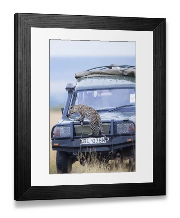 Framed Print : Young leopard (Panthera pardus) on a tourist car Framed Print : Young leopard (Panthera pardus) on a tourist car