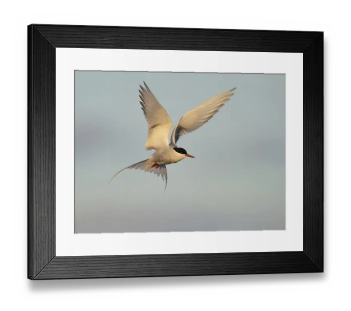 Framed Print : Arctic Tern (Sterna paradisaea) in flight
