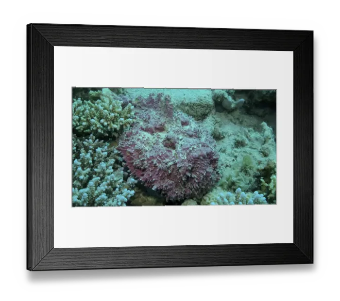 Framed Print : Close-up of pink Stonefish lies on corals