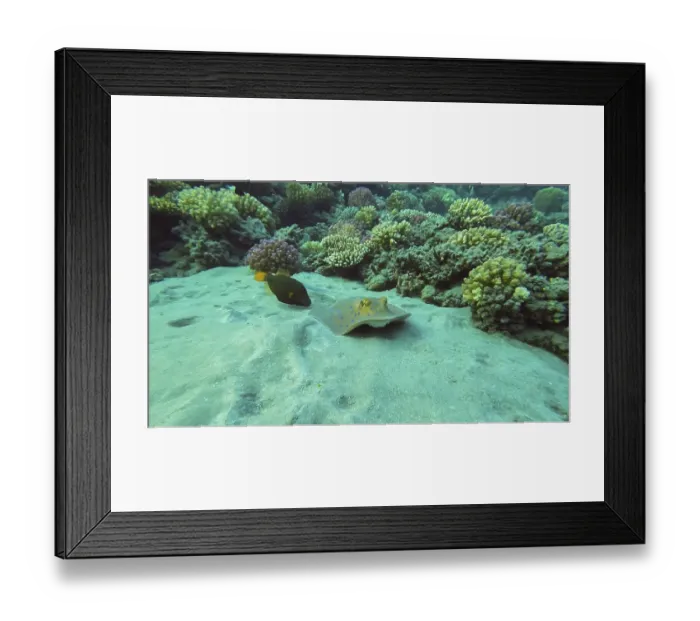 Framed Print : Blue spotted Stingray or Bluespotted Ribbontail Ray (Taeniura lymma) swim near coral reef above sandy bottom in sunrays Framed Print : Blue spotted Stingray or Bluespotted Ribbontail Ray (Taeniura lymma) swim near coral reef above sandy bottom in sunrays