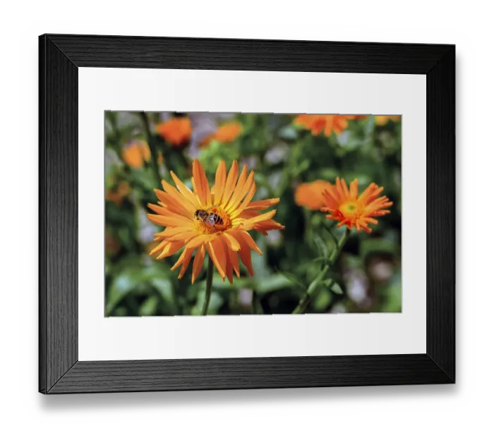 Framed Print : Marigolds (Calendula officinalis) and Western honey bee (Apis mellifera)