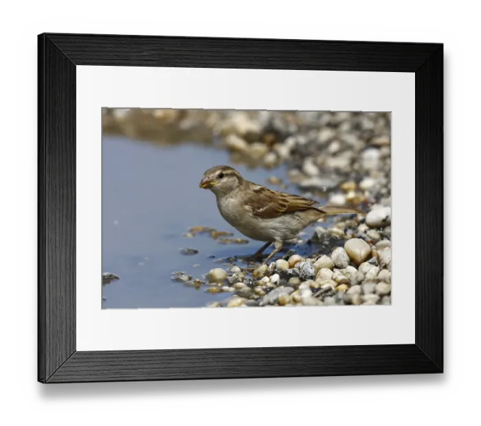 Framed Print : House sparrow (Passer domesticus) Framed Print : House sparrow (Passer domesticus)