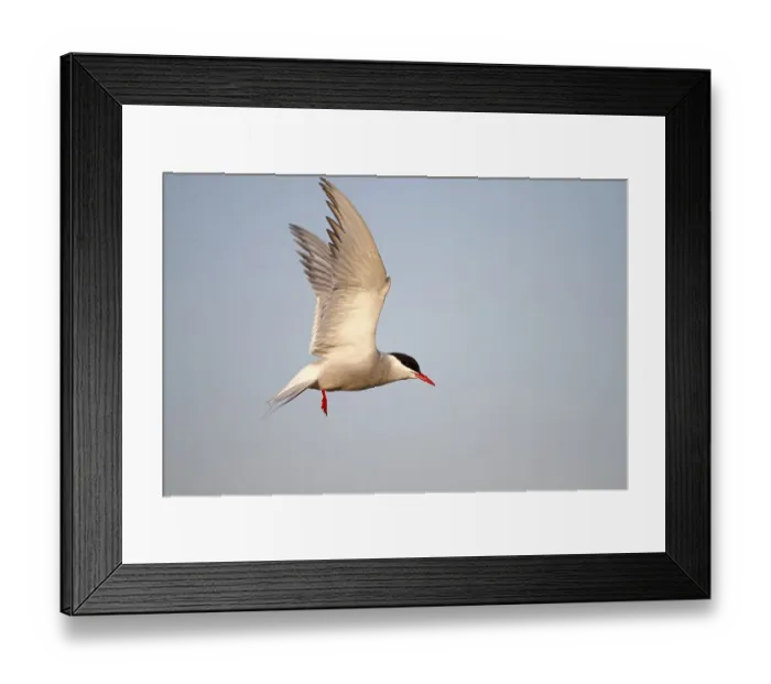 Framed Print : Arctic Tern (Sterna paradisaea)