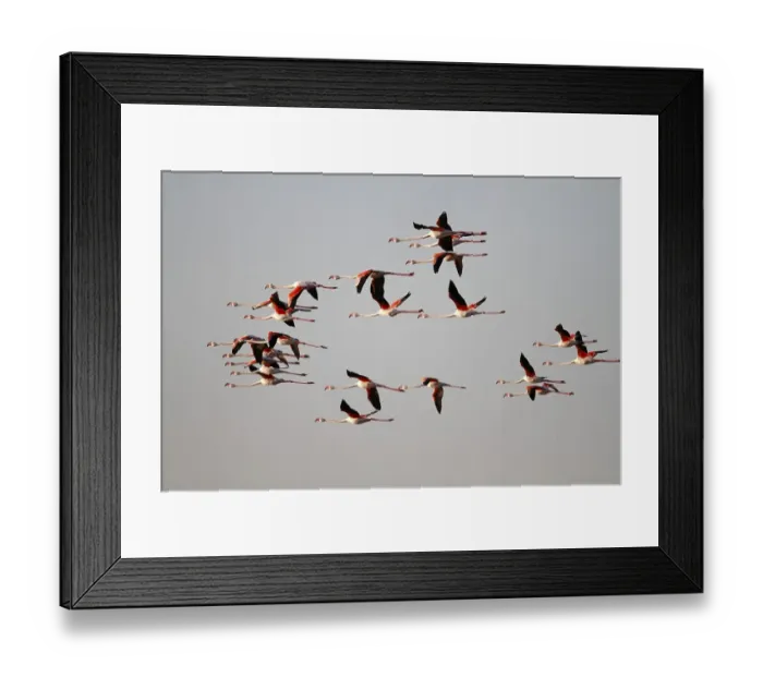 Framed Print : Greater Flamingo (Phoenicopterus roseus)