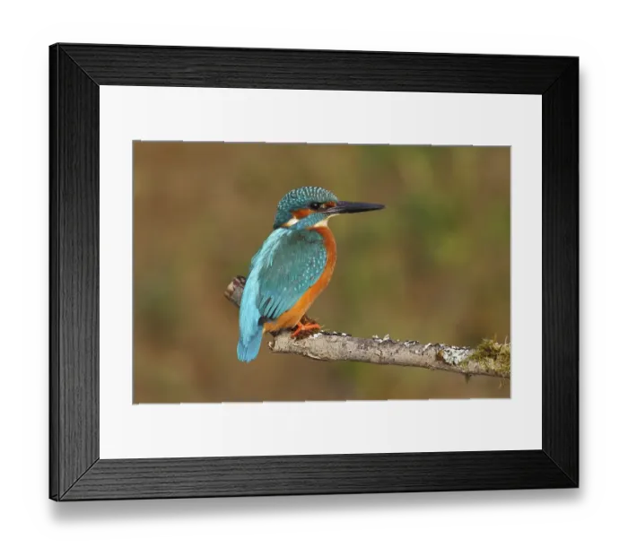 Framed Print : Kingfisher (Alcedo atthis), male perched on a branch Framed Print : Kingfisher (Alcedo atthis), male perched on a branch