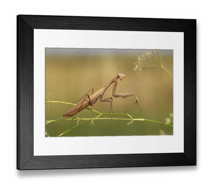 Framed Print : Praying Mantis (Mantis religiosa) Framed Print : Praying Mantis (Mantis religiosa)