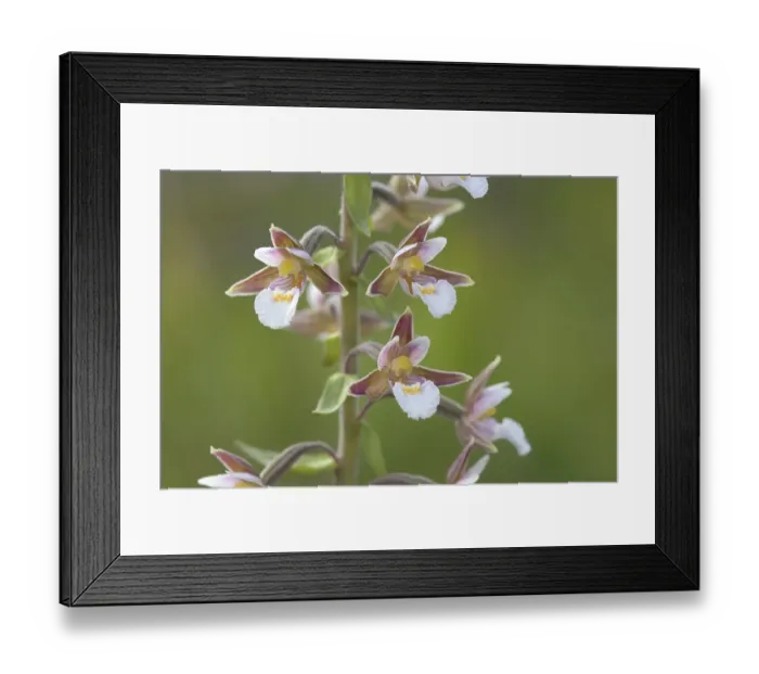 Framed Print : Marsh Helleborine (Epipactis palustris) Framed Print : Marsh Helleborine (Epipactis palustris)