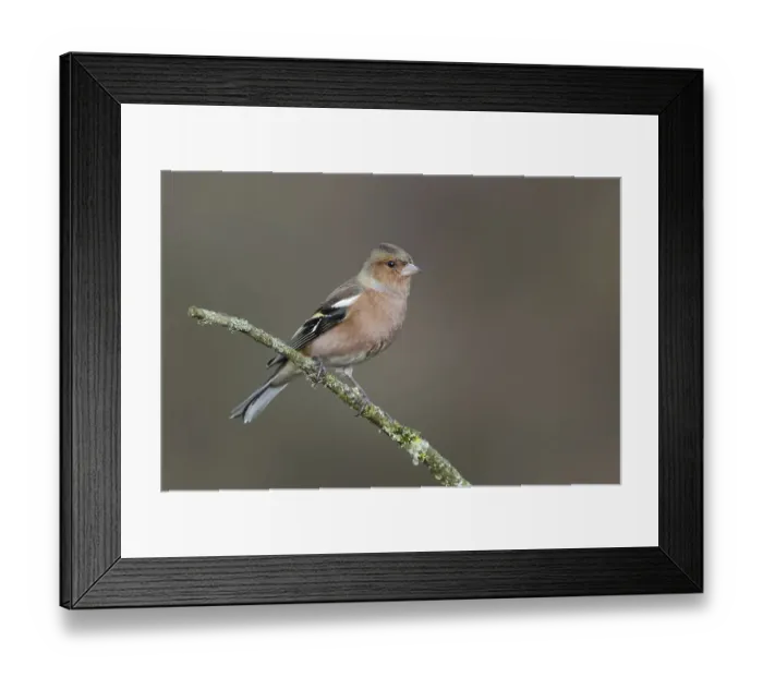Framed Print : Common chaffinch (Fringilla coelebens) Framed Print : Common chaffinch (Fringilla coelebens)