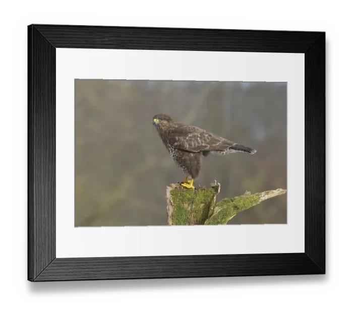 Framed Print : Steppe buzzard (Buteo buteo) adult bird standing on moss-covered tree stump