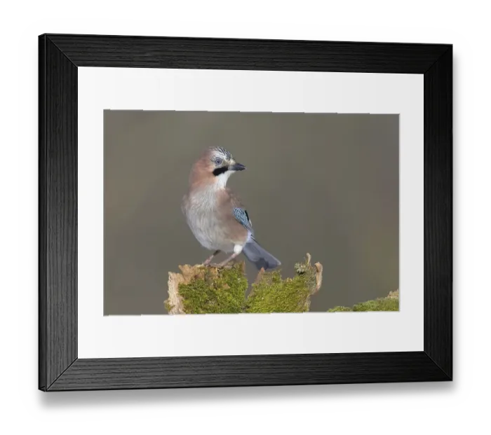 Framed Print : Eurasian jay (Garrulus glandarius) sits on a mossy tree stump Framed Print : Eurasian jay (Garrulus glandarius) sits on a mossy tree stump
