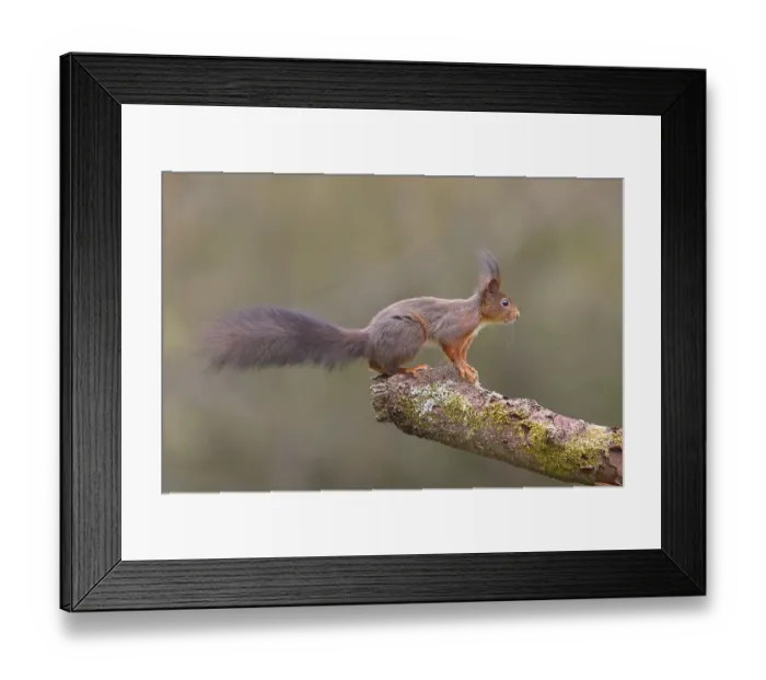 Framed Print : Squirrel (Sciurus vulgaris) standing attentively on a tree trunk