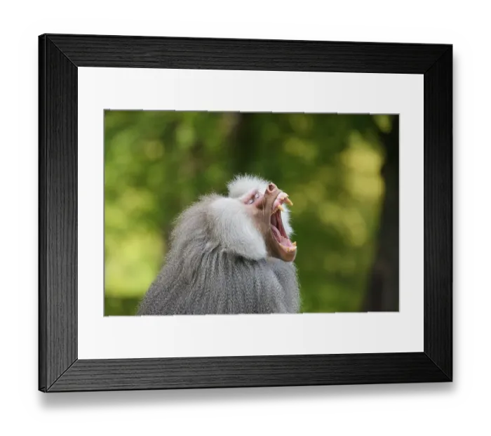 Framed Print : Hamadryas baboon yawns (Papio hamadryas)