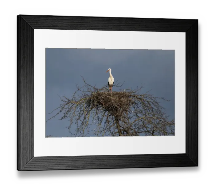 Framed Print : White stork (Ciconia ciconia) on tree nest