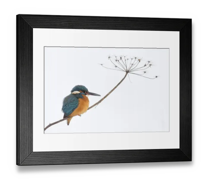 Framed Print : Common kingfisher (Alcedo atthis) on angelica