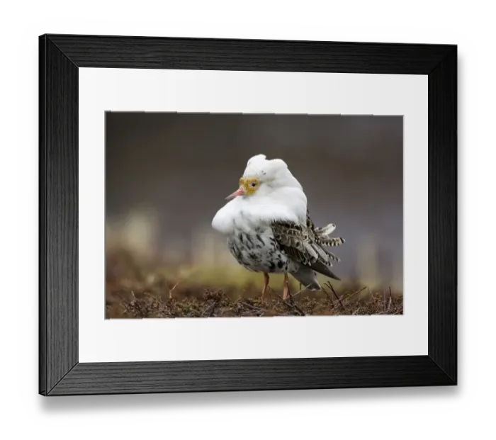 Framed Print : Ruff, ruff plumage, display plumage Framed Print : Ruff, ruff plumage, display plumage
