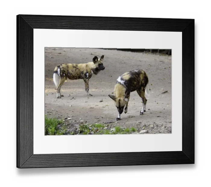 Framed Print : Two African Wilddogs Lycaon pictus