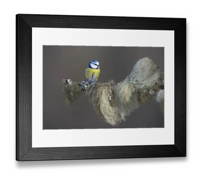 Framed Print : Blue Tit (Cyanistes caeruleus) perched on a spruce branch covered in beard lichen Framed Print : Blue Tit (Cyanistes caeruleus) perched on a spruce branch covered in beard lichen
