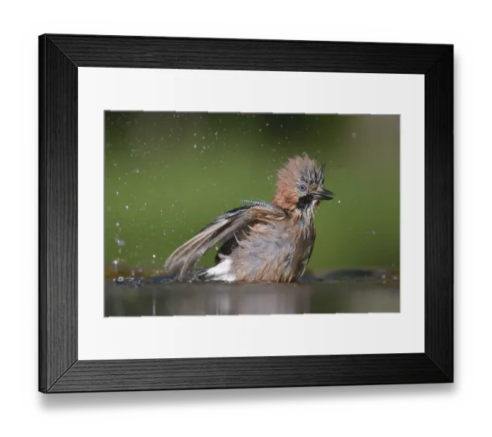 Framed Print : Eurasian Jay (Garrulus glandarius) Framed Print : Eurasian Jay (Garrulus glandarius)