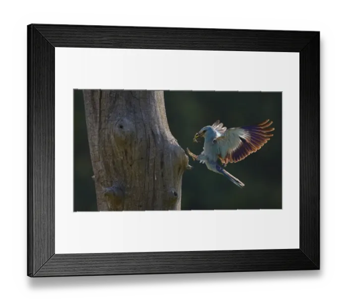 Framed Print : European roller (Coracias garrulus)