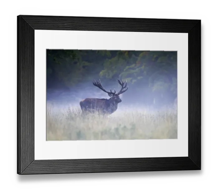 Framed Print : Red deer (Cervus elaphus), old Royal Stag on rutting meadow in fog Framed Print : Red deer (Cervus elaphus), old Royal Stag on rutting meadow in fog