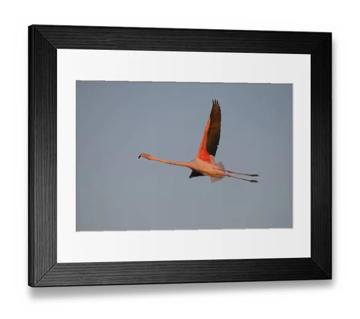 Framed Print : Greater flamingo (Phoenicopterus roseus) flying