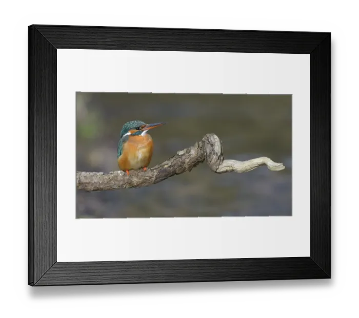 Framed Print : Kingfisher (Alcedo atthis), perched resting female