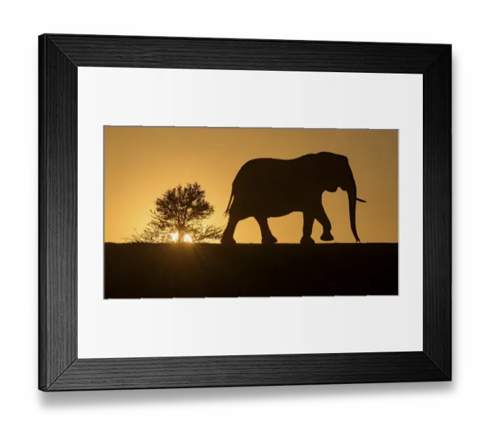 Framed Print : African elephant (Loxodonta africana)
