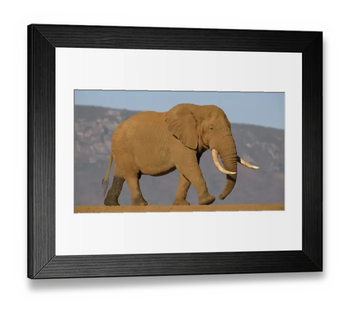 Framed Print : African bush elephant (Loxodonta africana)