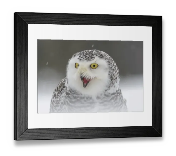 Framed Print : Snowy owl (Bubo scandiacus), sitting shouting in the snow Framed Print : Snowy owl (Bubo scandiacus), sitting shouting in the snow