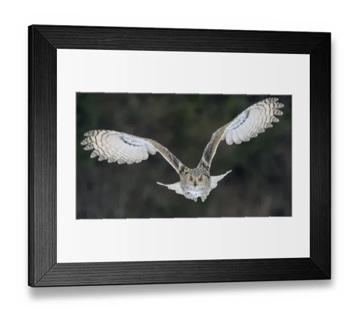 Framed Print : Siberian Eagle Owl (Bubo bubo sibiricus) Framed Print : Siberian Eagle Owl (Bubo bubo sibiricus)