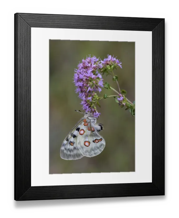 Framed Print : Apollo (Parnassius apollo), on broad-leaved thyme (Thymus pulegioides) Framed Print : Apollo (Parnassius apollo), on broad-leaved thyme (Thymus pulegioides)