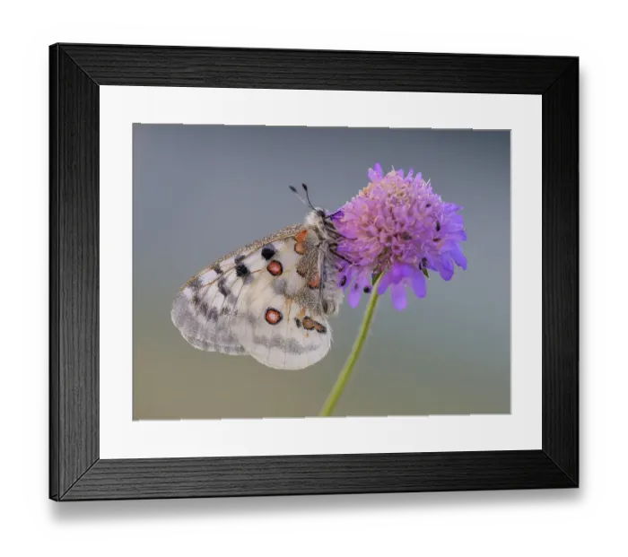 Framed Print : Apollo (Parnassius apollo), on Field scabious (Knautia arvensis)