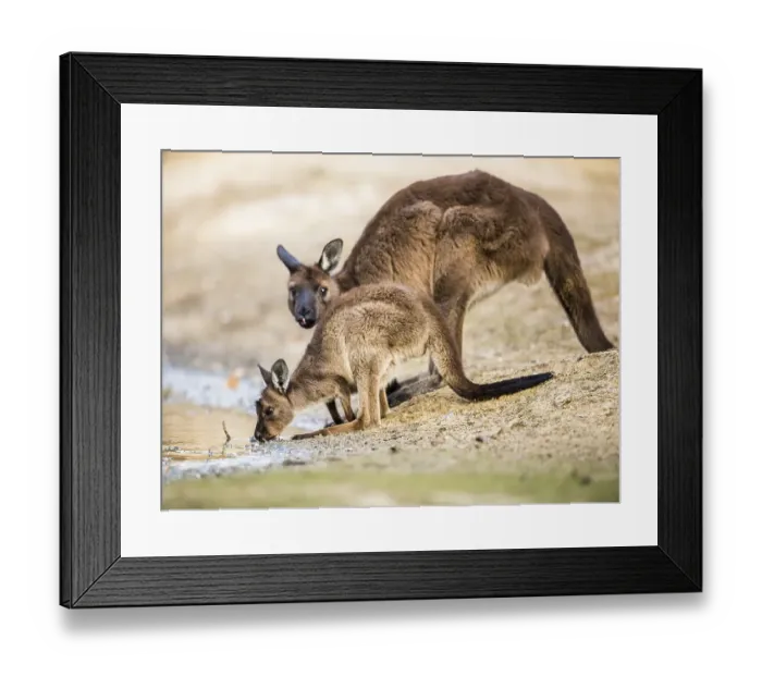 Framed Print : Western gray kangaroos (Macropus fuliginosus)