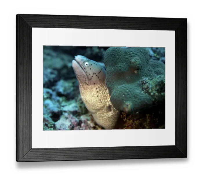 Framed Print : White-eyed Moray (Gymnothorax thrysoideus) Framed Print : White-eyed Moray (Gymnothorax thrysoideus)