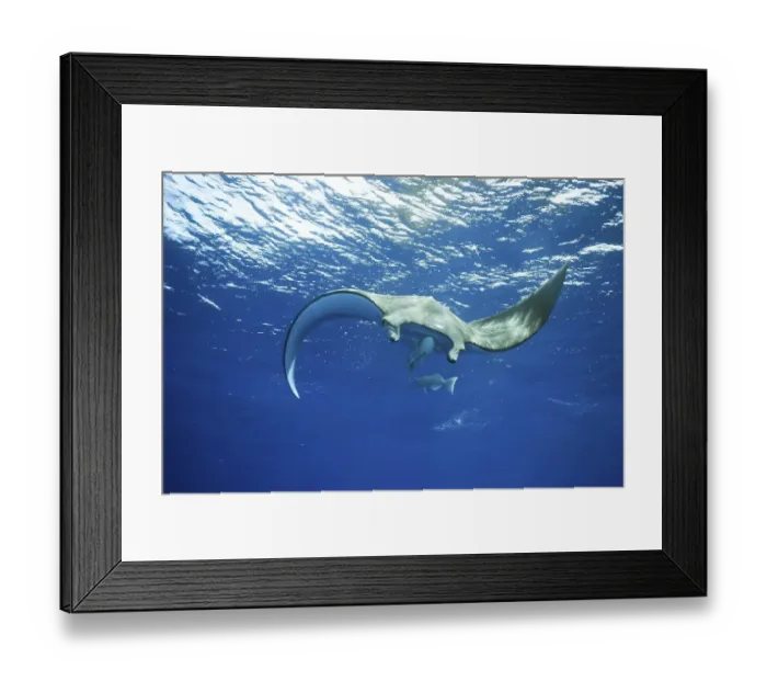 Framed Print : Sicklefin Devil Ray or Box Ray (Mobula tarapacana) Framed Print : Sicklefin Devil Ray or Box Ray (Mobula tarapacana)