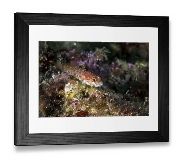 Framed Print : Kolombatovic goby (Gobius kolombatovici) Framed Print : Kolombatovic goby (Gobius kolombatovici)