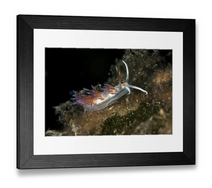 Framed Print : Cratena slug (Cratena peregrina) Framed Print : Cratena slug (Cratena peregrina)