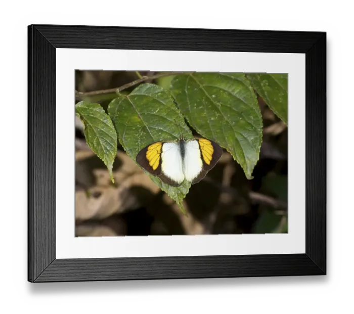 Framed Print : Orange yellow tip (Ixia pyrene)