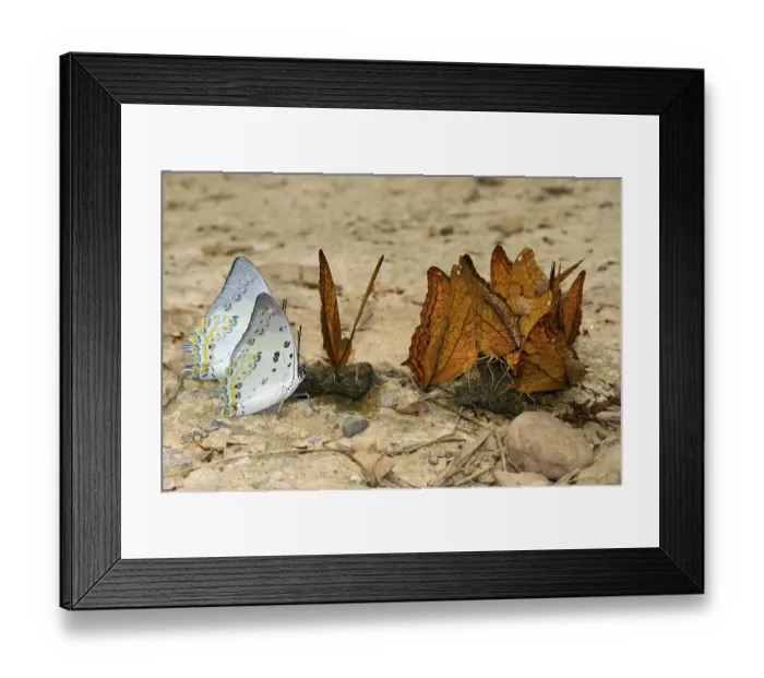 Framed Print : Common Yeoman (Cirrochroa tyche Mithila) and Nawab butterfly (Polyura nepenthes) Framed Print : Common Yeoman (Cirrochroa tyche Mithila) and Nawab butterfly (Polyura nepenthes)
