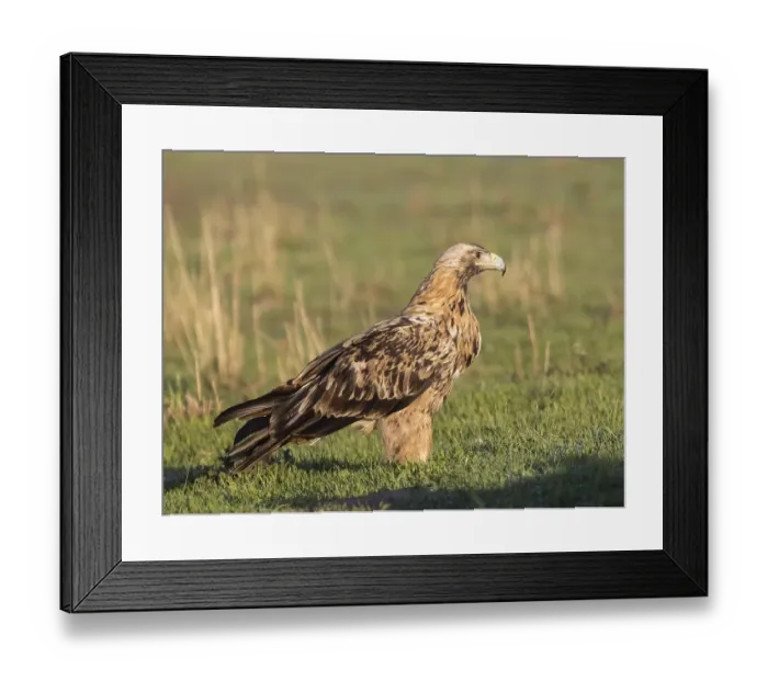 Framed Print : Juvenile Iberian Eagle, Spanish Imperial Eagle (Aquila adalberti)