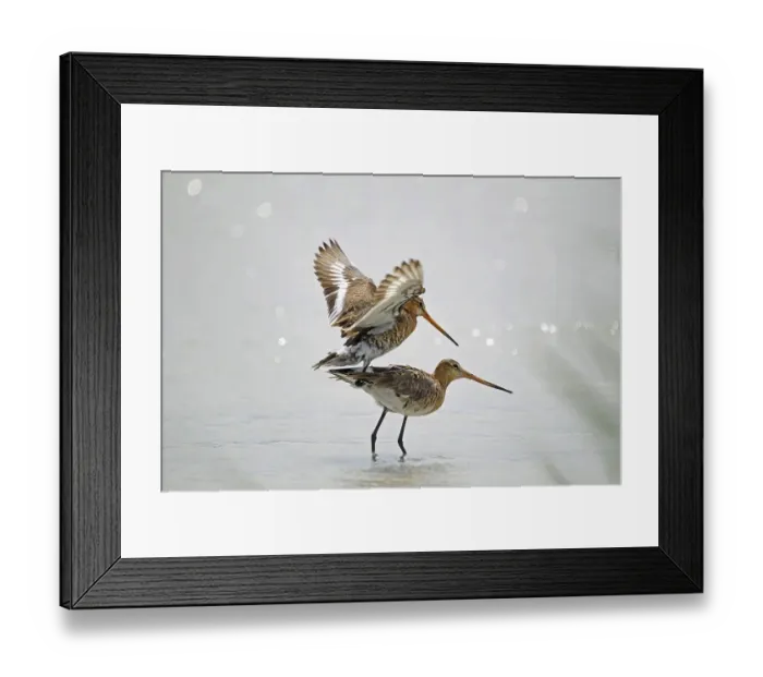 Framed Print : Black-tailed Godwits (Limosa limosa)